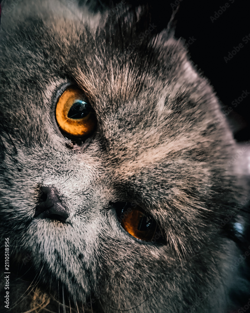Fototapeta premium close up of a cat
