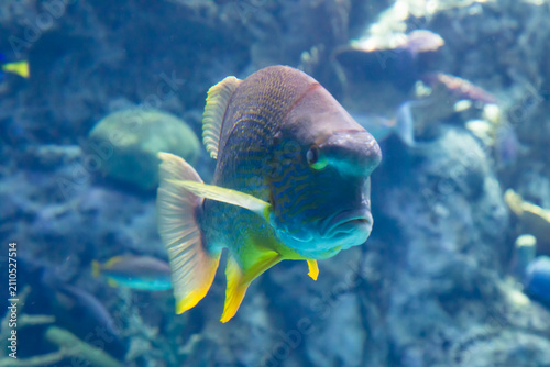 large tropical fish in aquarium