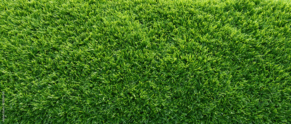 Obraz premium Green grass texture top view overhead view natural pattern lush lawn fresh green dense turf abstract background outdoor surface close up