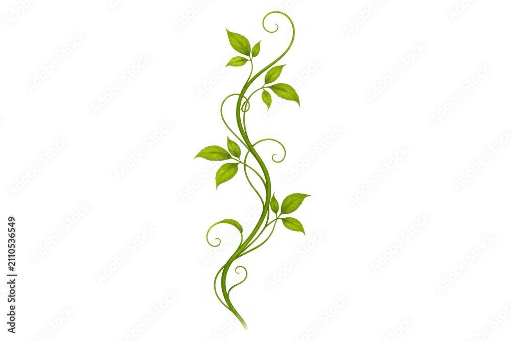 Obraz premium Elegant green vine with leaves on white background
