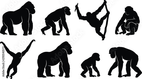 Primate Animal Silhouette Collection Featuring Gorillas Chimpanzees and Orangutans in Natural Poses