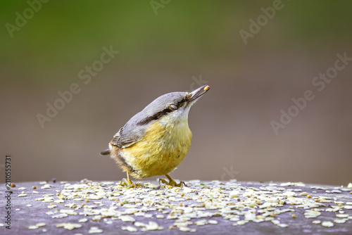 Cuadro en lienzo Mit stolz erhobenem Schnabel und einem winzigen Samenkorn wie eine edle Trophäe balanciert dieser Kleiber auf seinem gedeckten Tisch