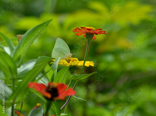 Bild auf Leinwand Common Emigrant Butterfly (Catopsilia pomona) Feeding on Yellow Zinnia Flower in