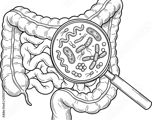 Fotografie Detailed medical illustration of human intestinal tract showing gut microbiome a