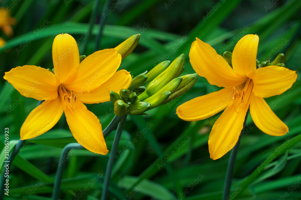 Fototapeta premium Hemerocallis minor flowers (Hemerocallis middendorffii) in the Peter the Great Botanical Garden on a summer day, Saint Petersburg, Russia