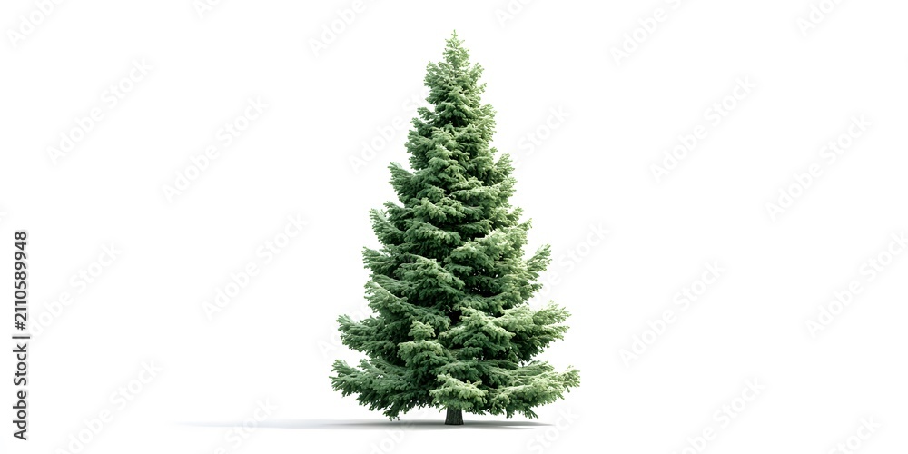Fototapeta premium A tall, green evergreen tree stands isolated on a white background.