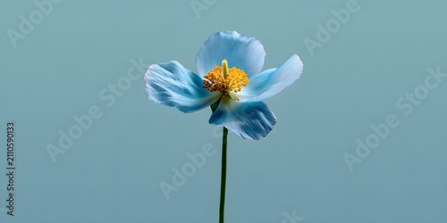 A delicate blue flower with a yellow center stands tall against a soft blue background.
