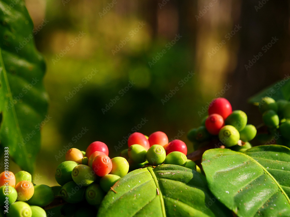 Obraz premium Red ripe coffee bean in Coffee plant farm. Coffee bean tree copy space. Close up fresh red bean seed tree growth in green organic farm outdoor