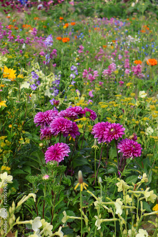 Fototapeta premium Colorful Summer Flower Garden in Full Bloom with Vibrant flowers
