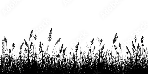 Silhouette of tall grass and reeds against a white background.