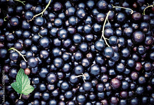 Freshly picked black currant berries. black currant pattern background
