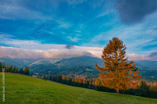 Beautiful autumn scenery of a foggy valley in the Carpathian mountains in the early morning. Grass hill with a single spruce tree in the foreground.