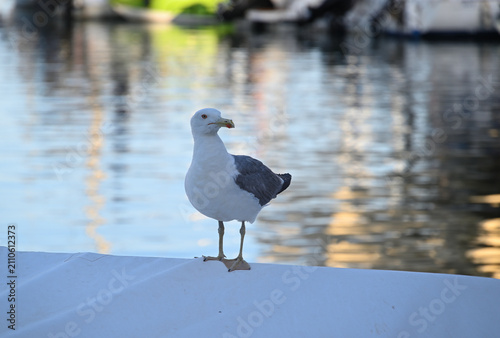 Mittelmeermöwe an einem Boot in Hafen von Benalmadena, Spanien