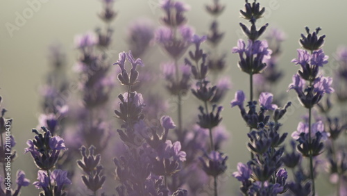 Foto Lavender blooms swaying gently in soft morning sunlight during serene summer day