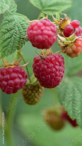 Organic raspberry berries on bush growing in garden, natural farming and agriculture concept. Fresh seasonal fruit cultivated outdoors. Sustainable eco production, local harvest and countryside lifest