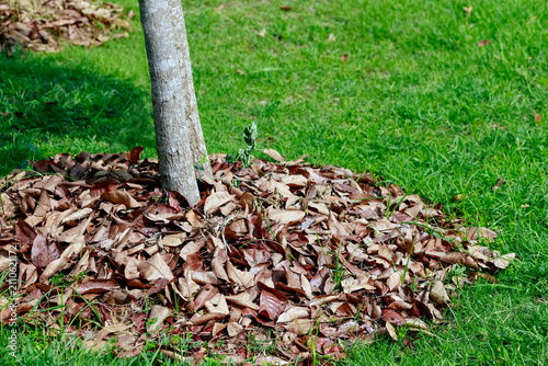 Slika na platnu Dry fallen leaves used as natural mulch around a tree to retain moisture, suppre
