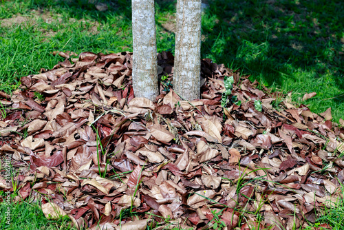 Fotografia Dry fallen leaves used as natural mulch around a tree to retain moisture, suppre