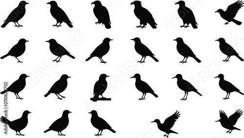 Tableau sur toile Bird Species Silhouettes Collection Vector Icons Various Poses Flying Perching