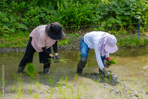 家族で楽しむ田植え体験：泥の中に苗を手植えする農業体験と食育のひととき