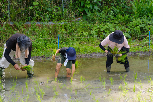 家族で楽しむ田植え体験：泥の中に苗を手植えする農業体験と食育のひととき