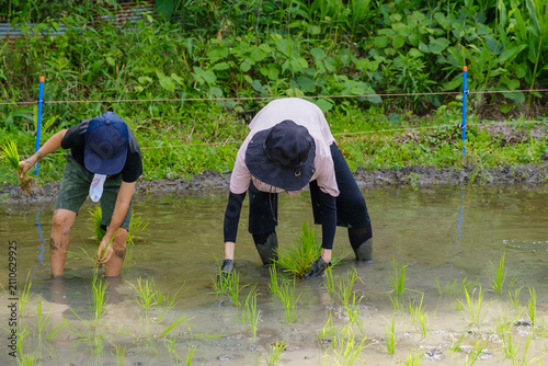 家族で楽しむ田植え体験：泥の中に苗を手植えする農業体験と食育のひととき