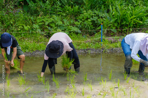 家族で楽しむ田植え体験：泥の中に苗を手植えする農業体験と食育のひととき