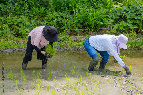家族で楽しむ田植え体験：泥の中に苗を手植えする農業体験と食育のひととき