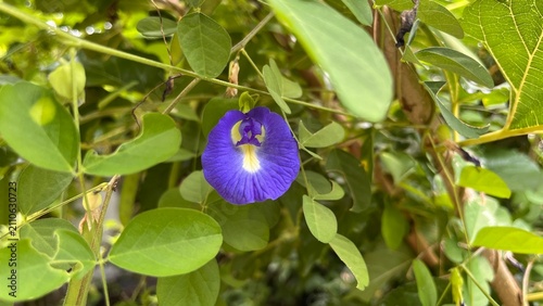 Butterfly pea flowers (Clitoria ternatea) against a natural background texture