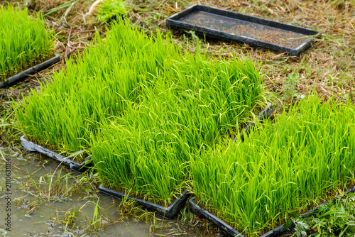 田植えを待つ稲の苗：育苗箱に育つ青々とした苗と田んぼの風景