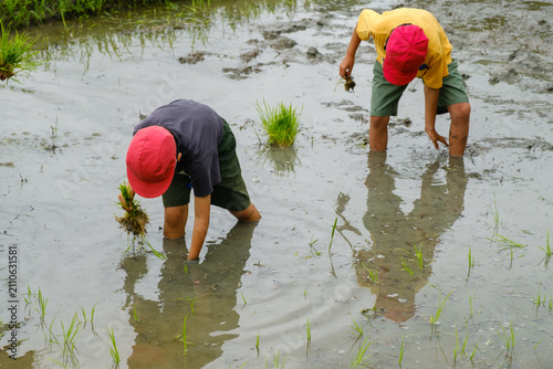 小学生の田植え体験学習：泥に入り一生懸命に稲苗を植える子供たち