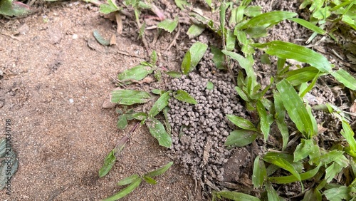 Принти на полотні Earthworm castings, small granules of soil, natural background texture