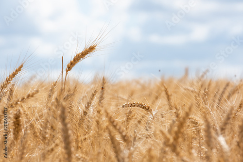 Golden ear of wheat leaning under cloudy blue sky, symbol of agricultural harvest, cereal production, and abundance concept wide eye level shot