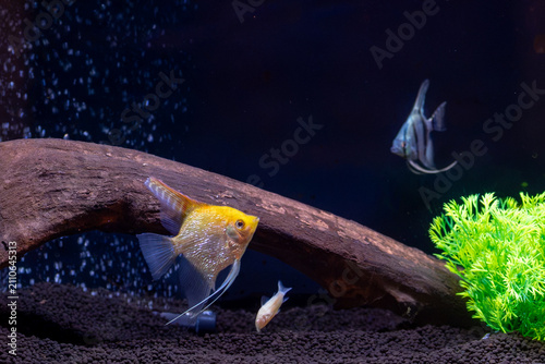 fish in aquarium