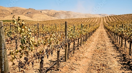 Close up view of withered vines in a dry agricultural vineyard suffering from severe heat.