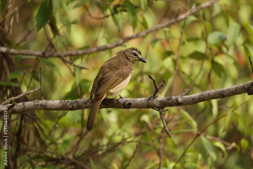 Fototapeta premium White Browed Bulbul