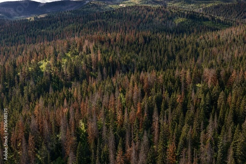 Climate Driven Bark Beetle Damage Transforming Healthy Conifer Forest Into Expanding Areas of Tree Mortality
