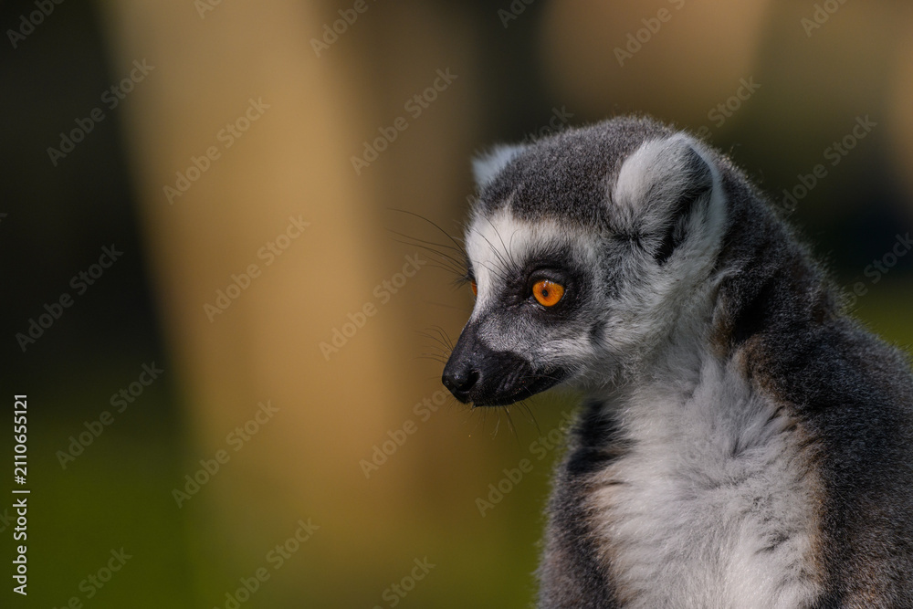 Fototapeta premium Ring-tailed lemur pondering the meaning of life.