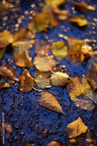 Fallen leaves rest on a wet surface after rain in a natural setting during the fall season
