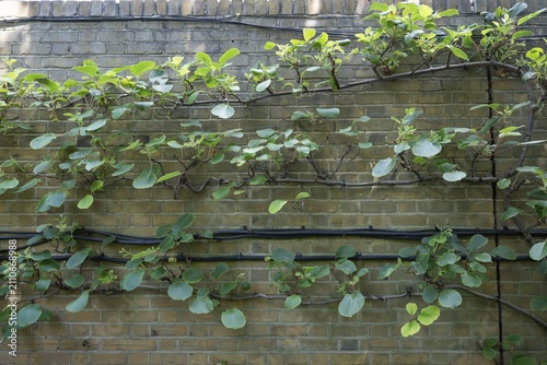 A kiwi or Chinese gooseberry (Actinidia deliciosa) growing on a wall, Chelsea Physic Garden, a historic botanical garden and the oldest botanical garden in London, founded in 1673 by the Worshipful Society of Apothecaries, Chelsea, England, United Kingdom, Great Britain