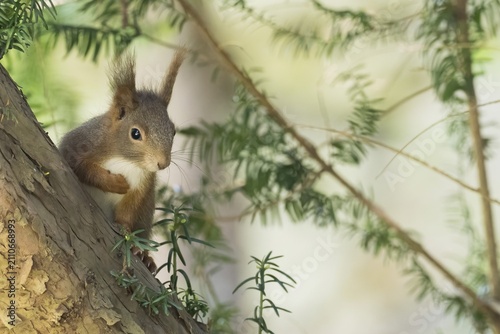 A squirrel (Sciurus vulgaris) looks curiously between the green branches of a tree, Hesse, Germany