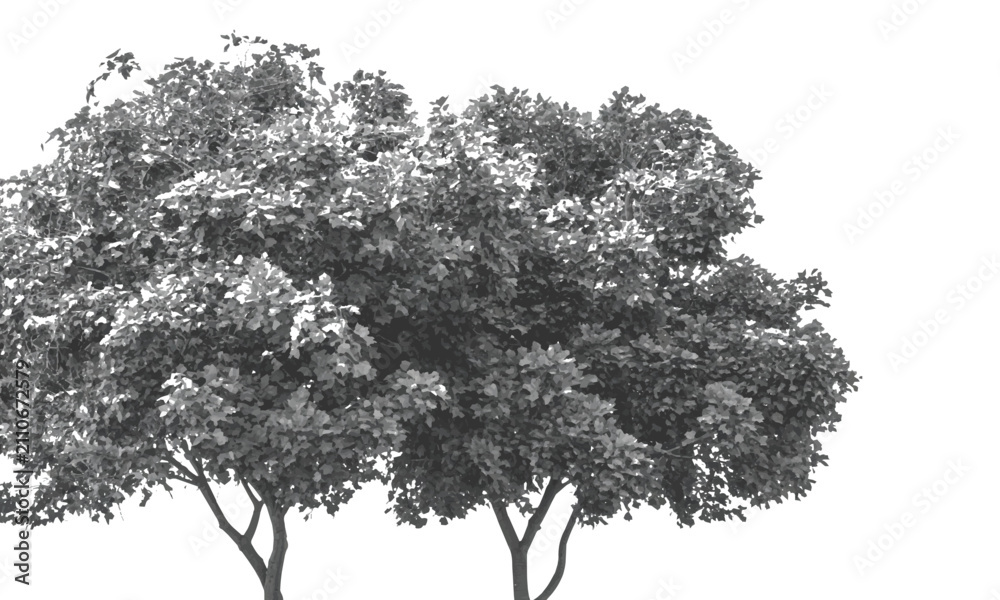 Fototapeta premium Detailed grayscale vector illustration of two leafy trees isolated on transparent background for nature design