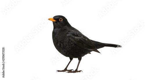 Принти на полотні Male common blackbird isolated on a white background