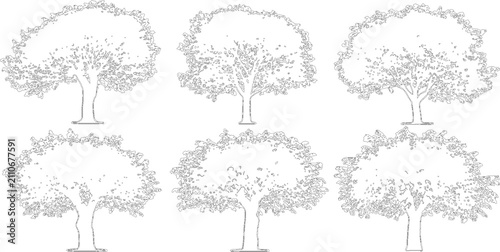 Slika na platnu Collection of six broadleaf tree line drawings isolated on transparent backgroun