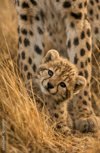 Cute cheetah cub tilting its head and looking at the camera while standing by its mother's legs
