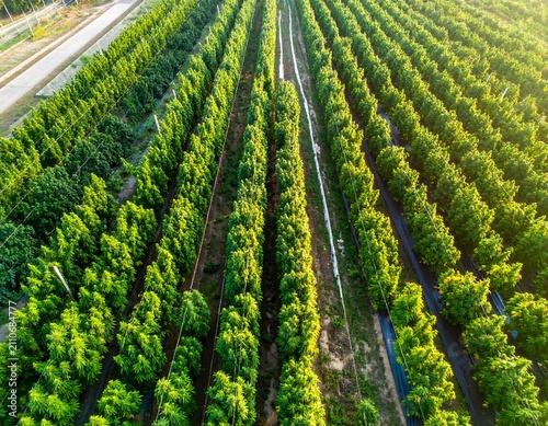 Aerial view of an agricultural field. Long parallel rows of vibrant green plants bask in the golden light. Pathways separate the rows