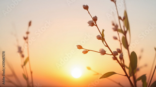Delicate Plum Blossom Branches Silhouetted Against Warm Golden Sunset Sky