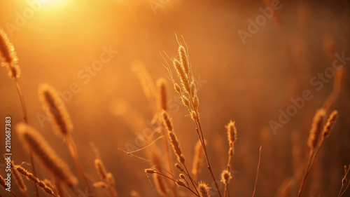 Golden Wild Grass Swaying in Natural Sunlight During Autumn Sunset Scenery