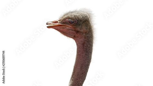 Foto unny ostrich head and long neck portrait isolated on transparent background