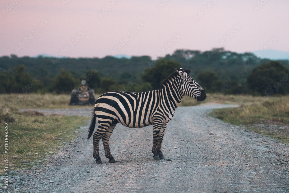 Obraz premium Plains zebra standing on safari road at dusk in African savanna