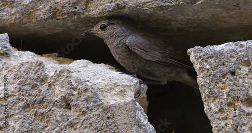 Black redstart (Phoenicurus ochruros) feeding chicks in their nest. France